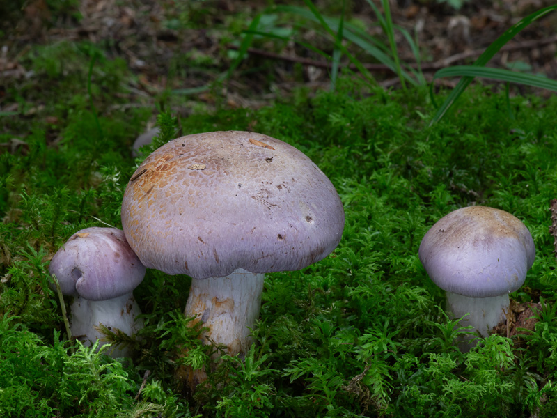 Cortinarius variicolor